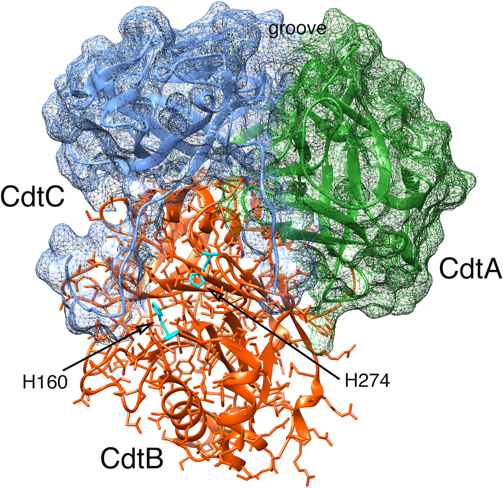 Cells 03 00476 g001 1024