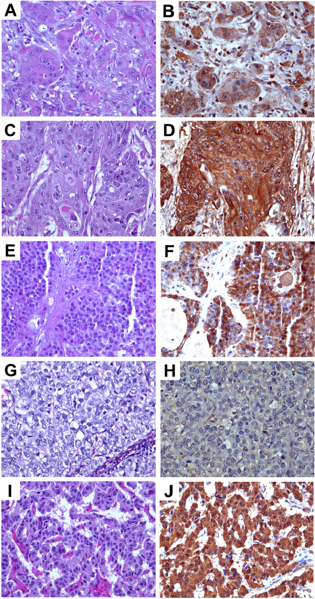 Cells 03 00500 g002 1024