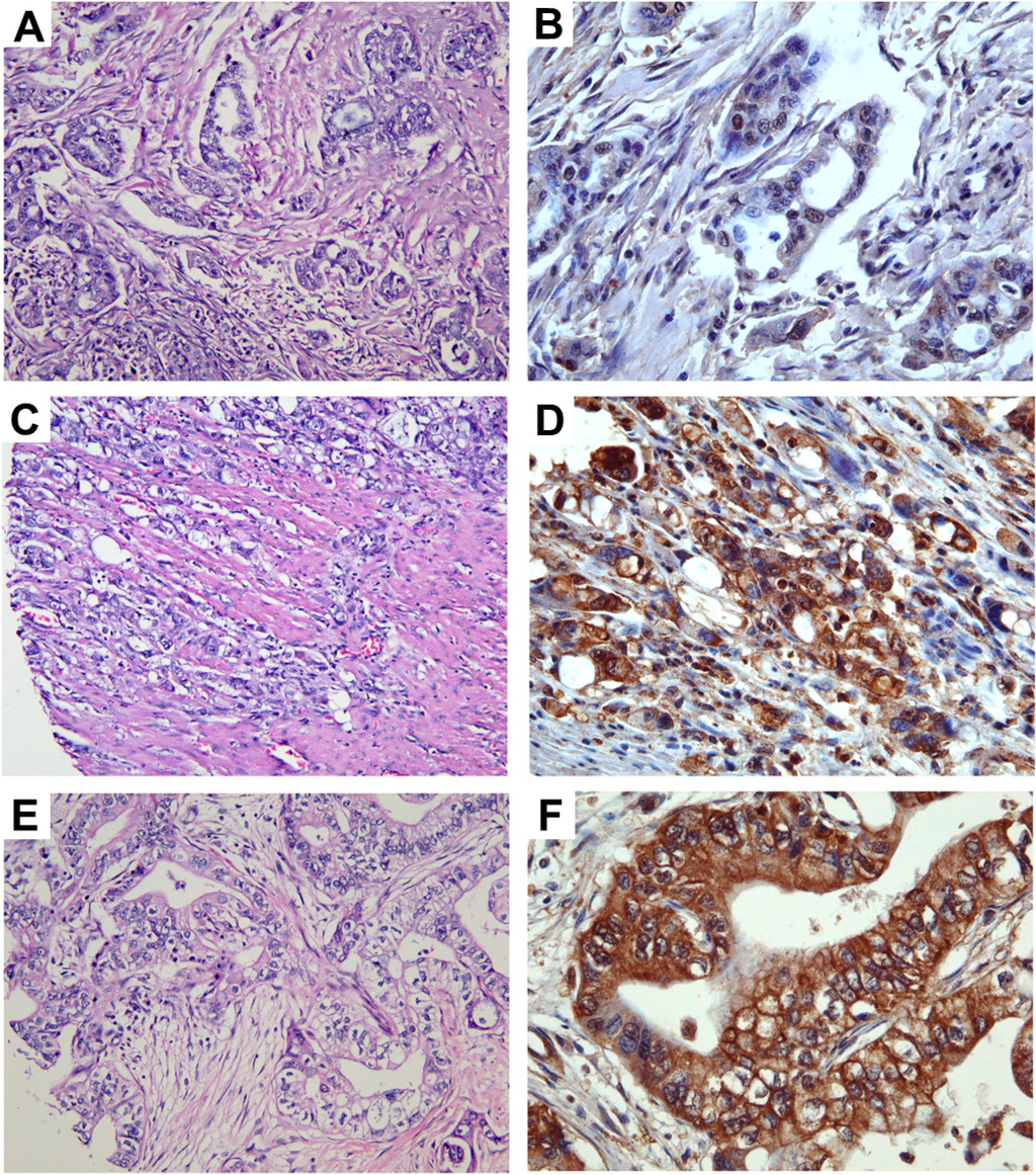Cells 03 00500 g003 1024