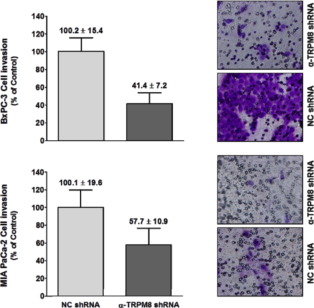 Cells 03 00500 g006 1024