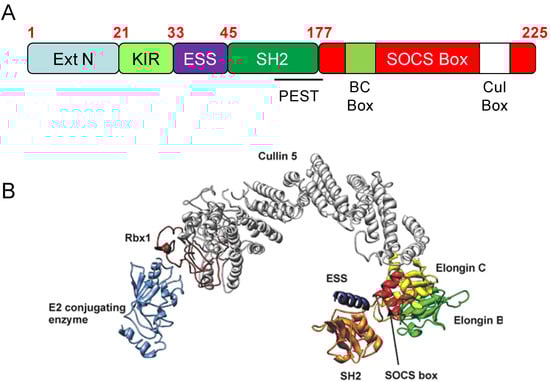 Cells 03 00546 g002 550