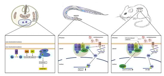 Cells 03 00627 g002 550