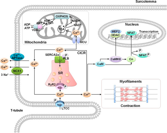 Cells 03 00899 g001 550