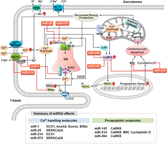 Cells 03 00899 g002 550