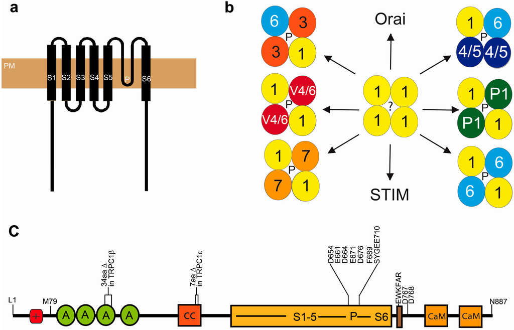 Cells 03 00939 g001 1024