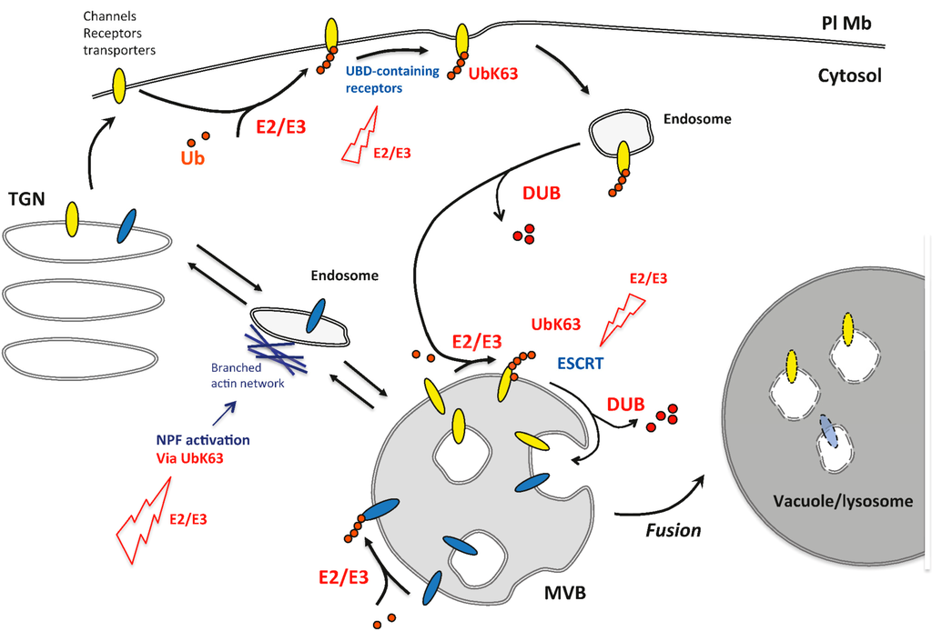 Cells 03 01027 g002 1024