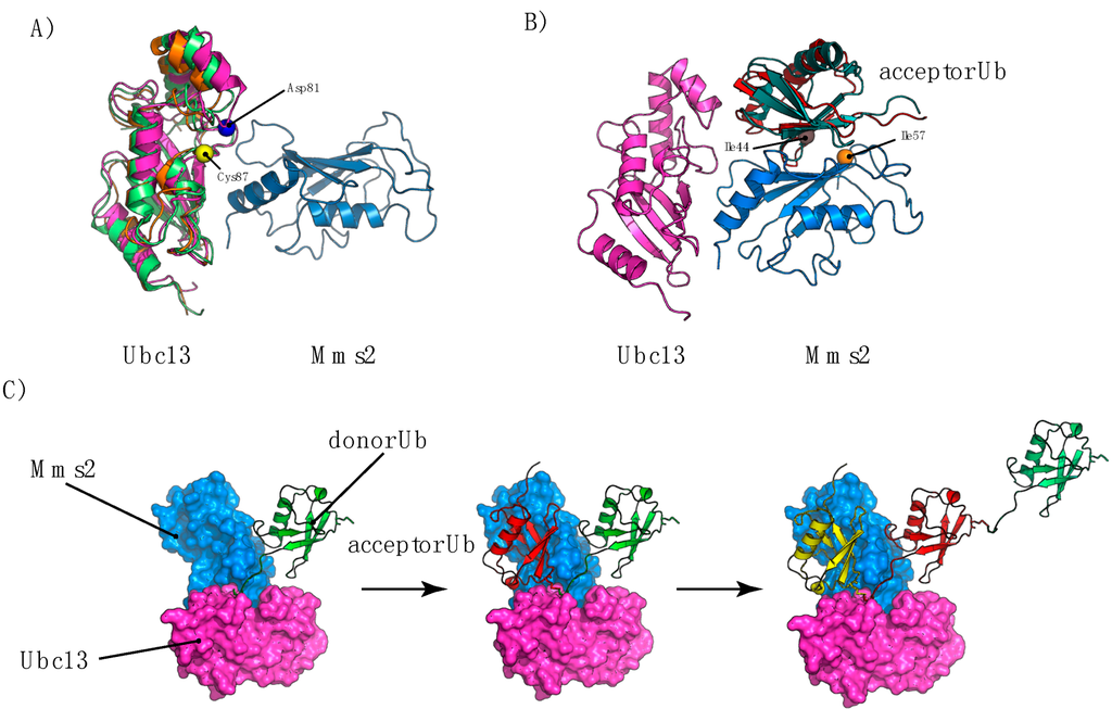 Cells 03 01027 g004 1024