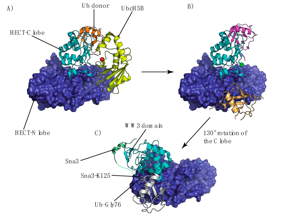 Cells 03 01027 g005 1024