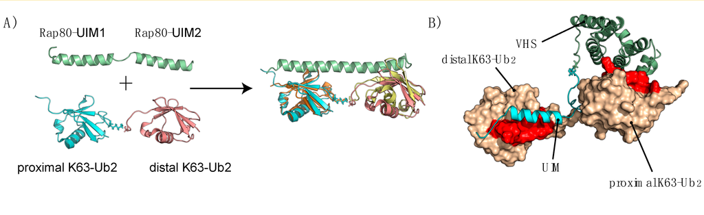 Cells 03 01027 g006 1024