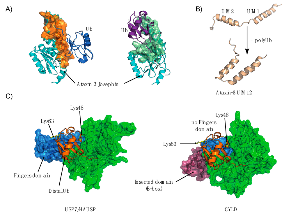 Cells 03 01027 g010 1024