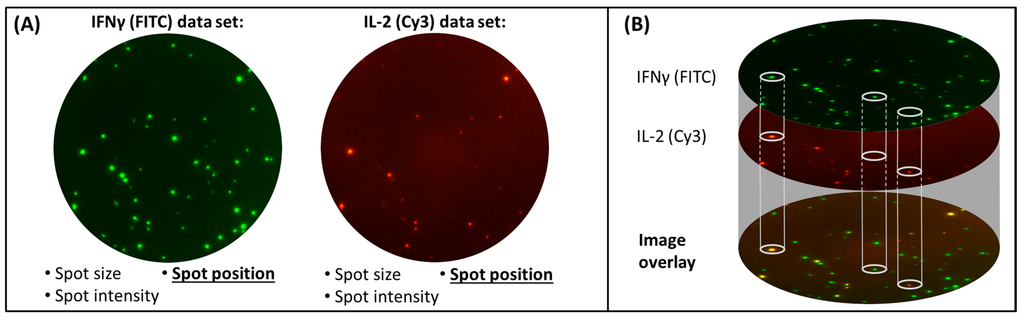 Cells 03 01102 g003 1024