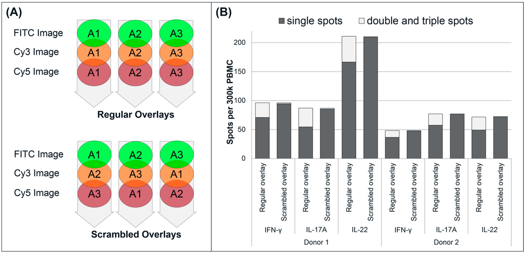 Cells 03 01116 g005 1024