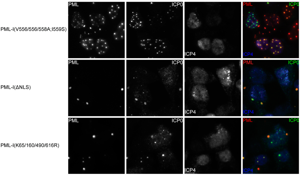 Cells 03 01131 g005b 1024