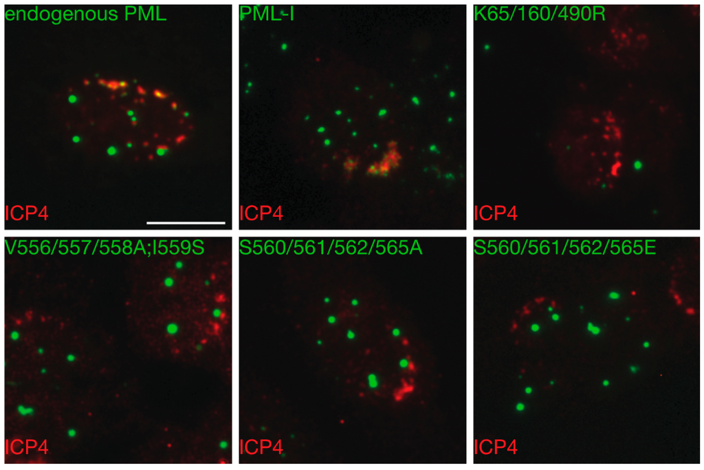 Cells 03 01131 g007 1024