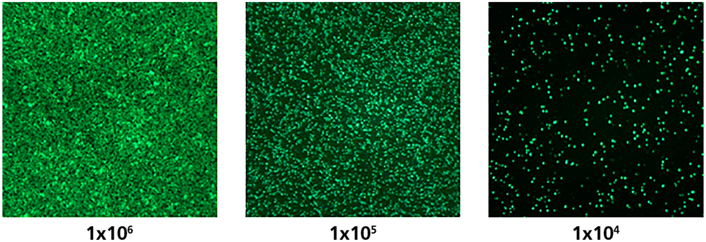 Cells 04 00071 g002 1024