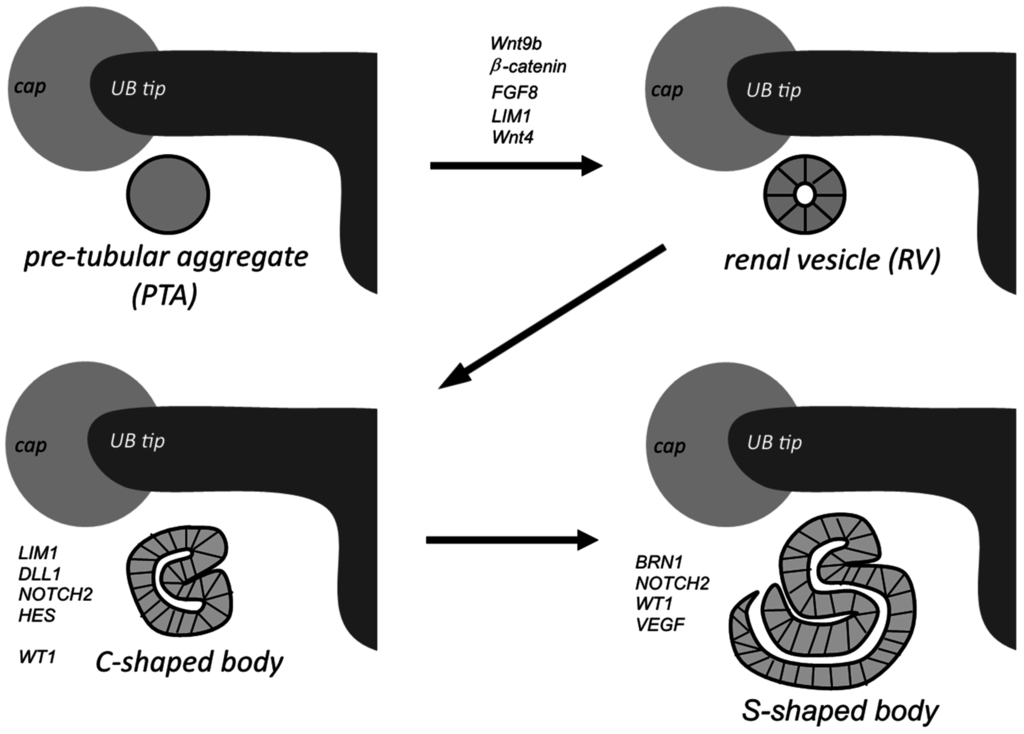 Cells 04 00112 g003 1024