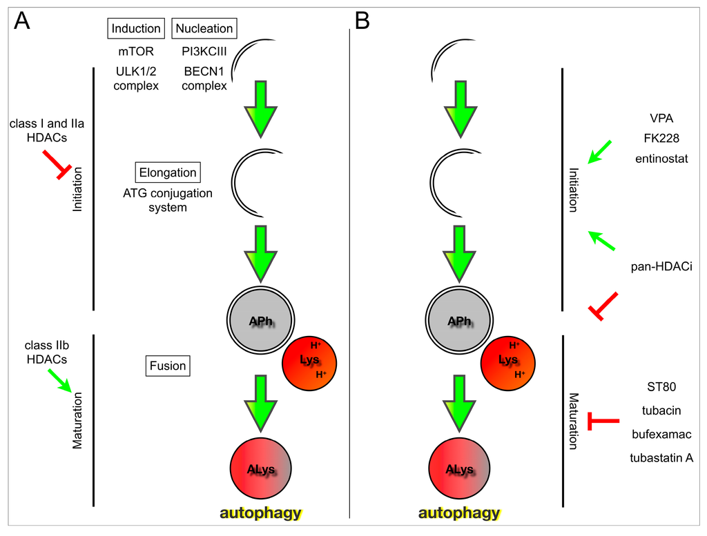 Cells 04 00135 g001 1024