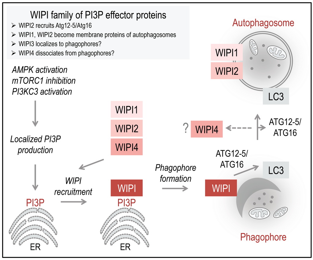 Cells 04 00202 g002 1024