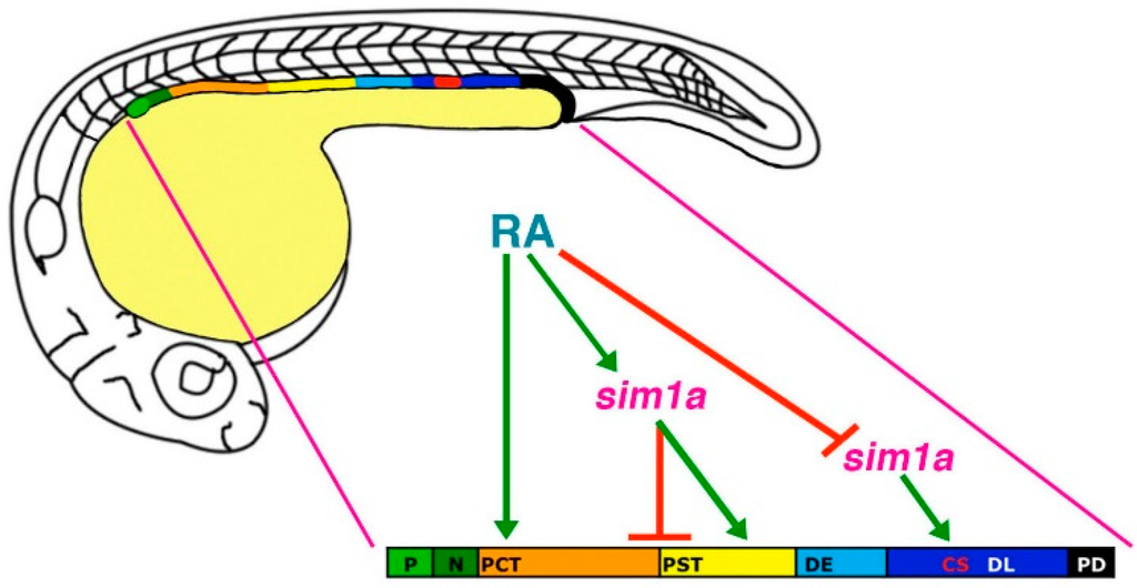 Cells 04 00218 g005 1024