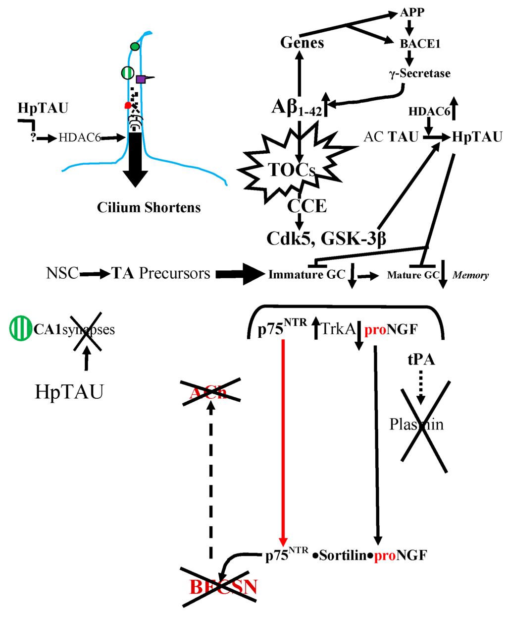 Cells 04 00253 g003 1024