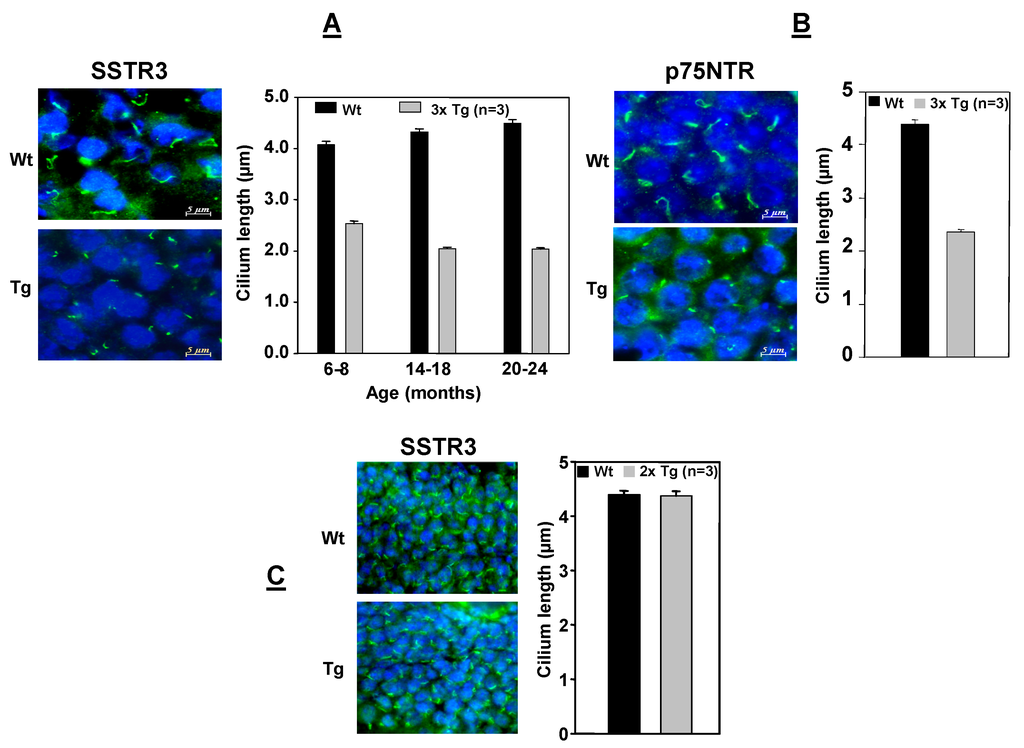 Cells 04 00253 g004 1024