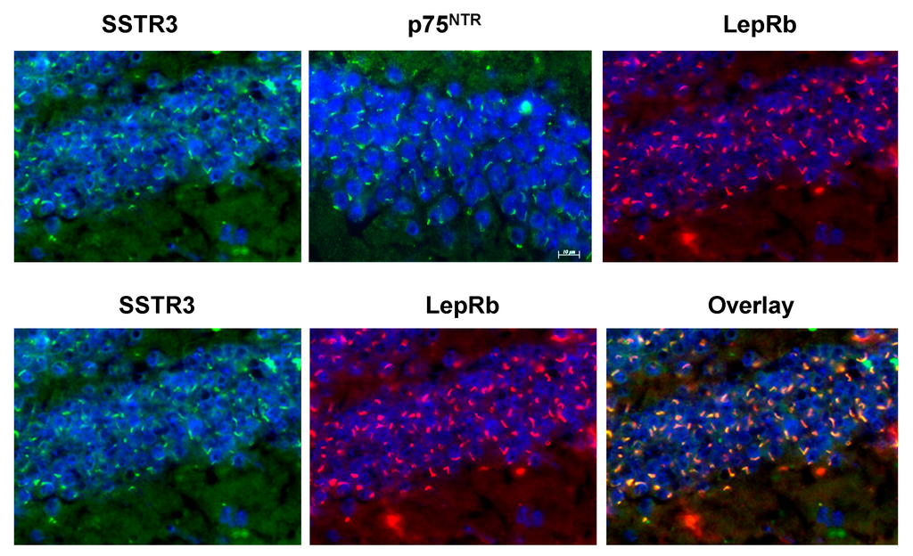 Cells 04 00253 g007 1024