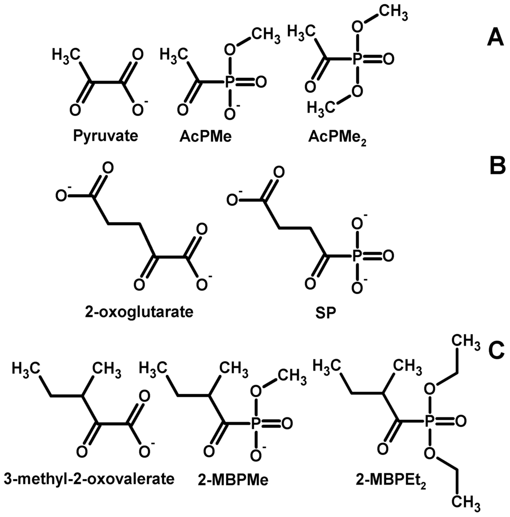 Cells 04 00427 g004 1024