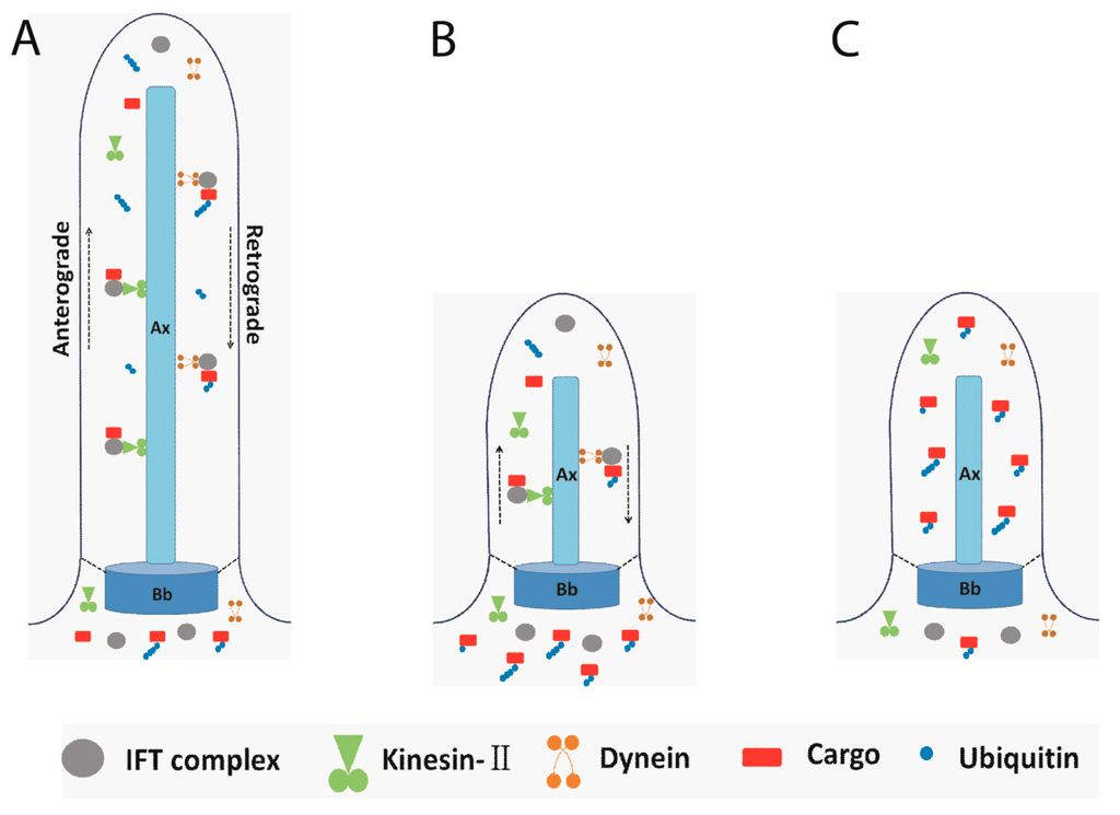 Cells 04 00474 g002 1024