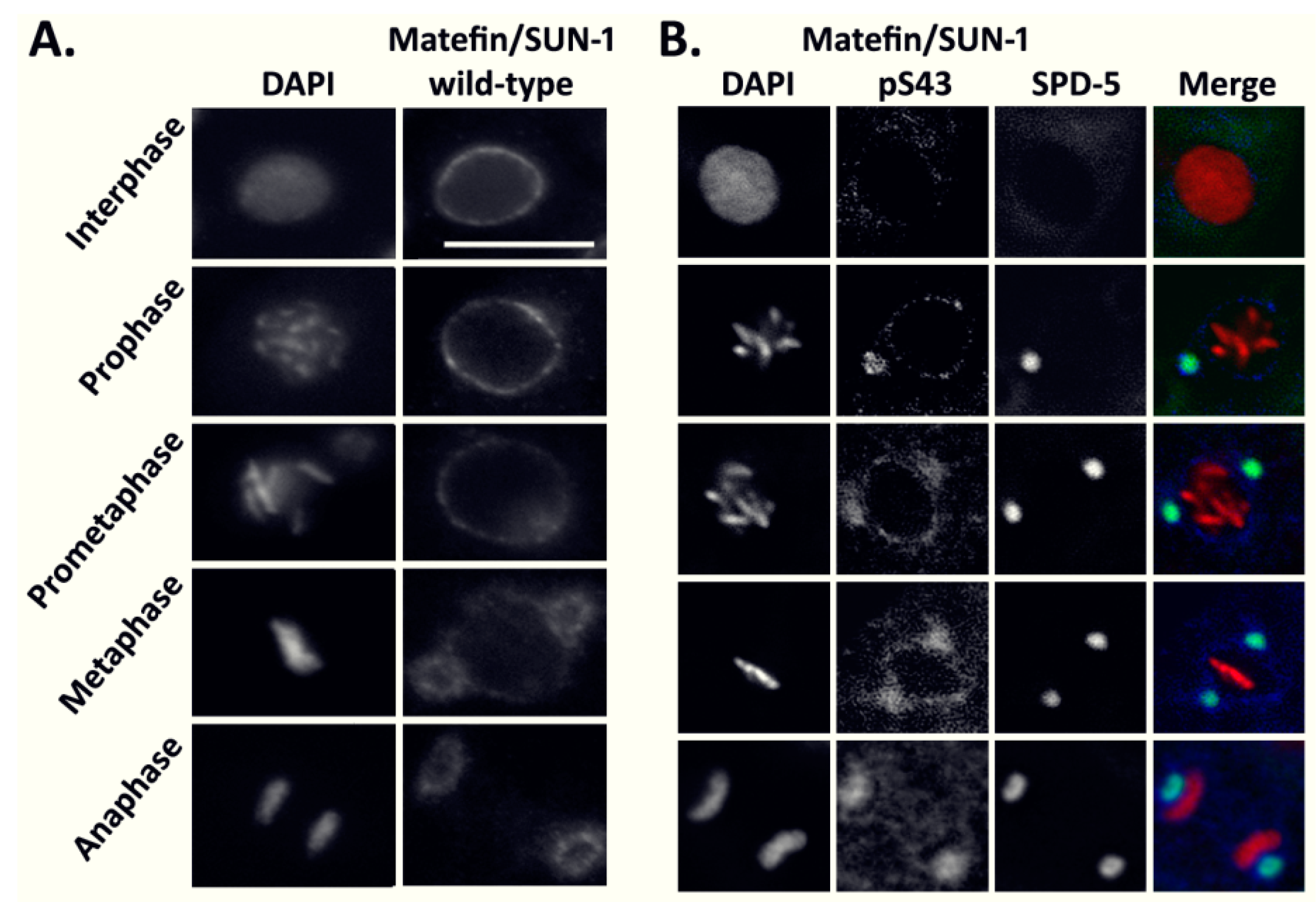 Cells 05 00008 g001