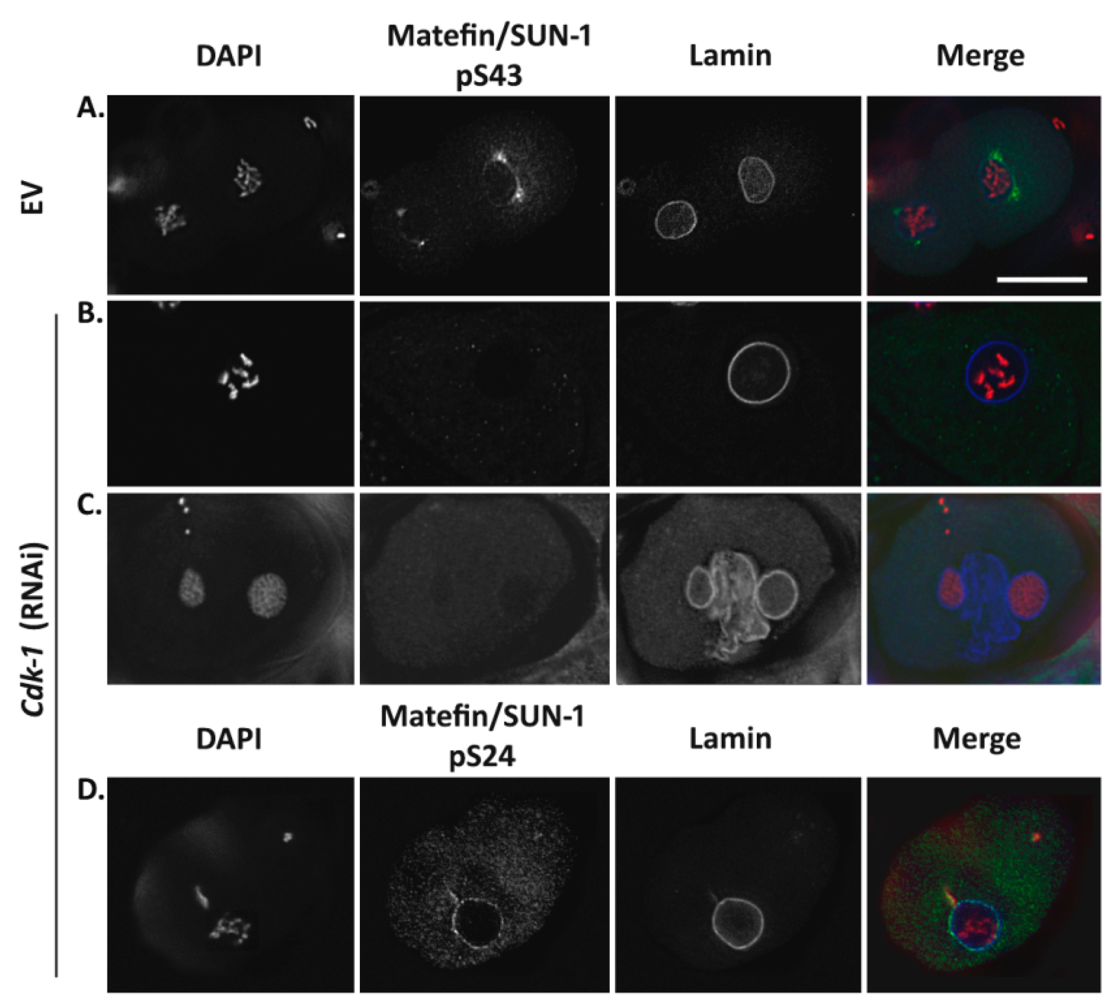 Cells 05 00008 g002