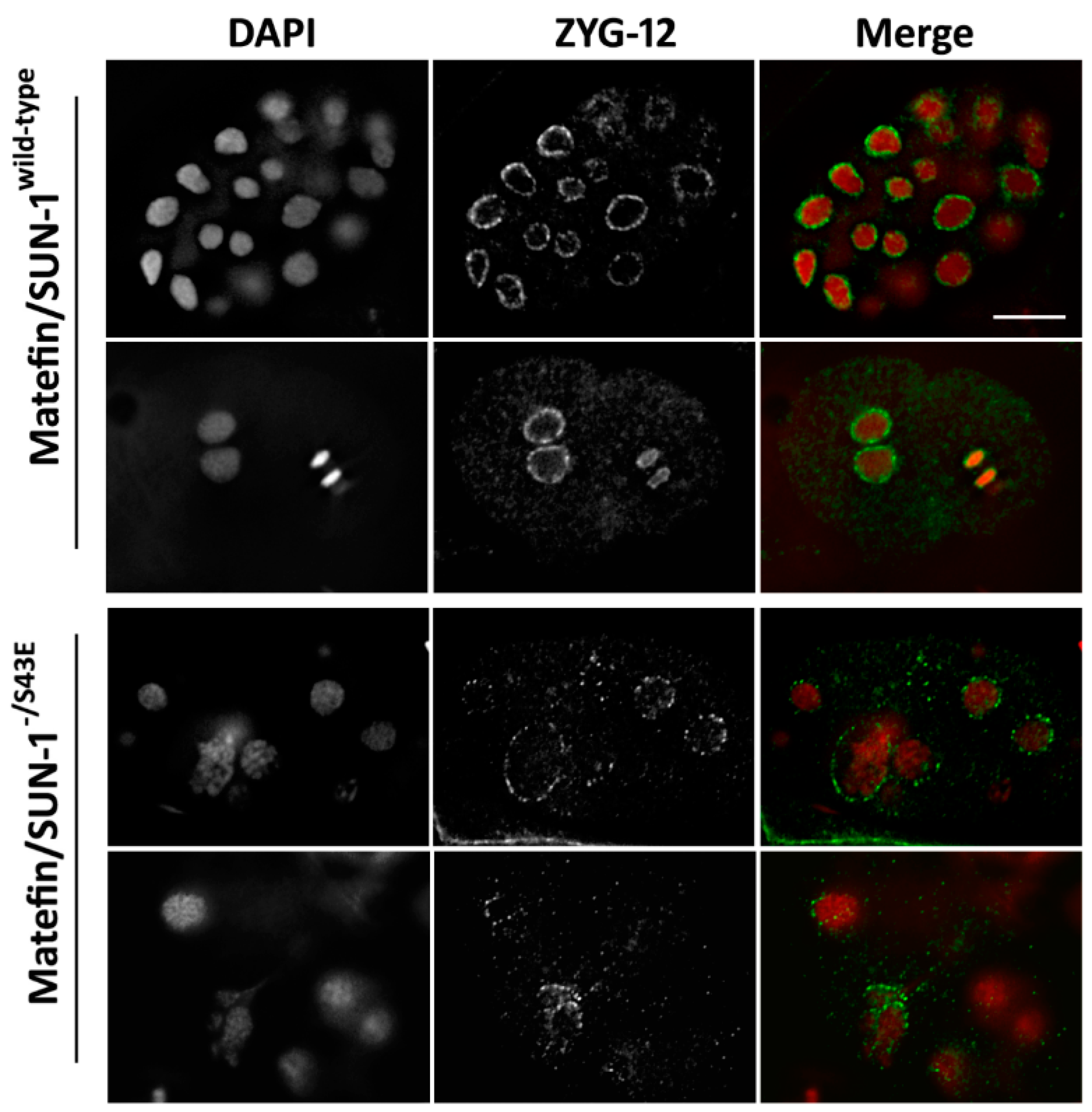 Cells 05 00008 g003