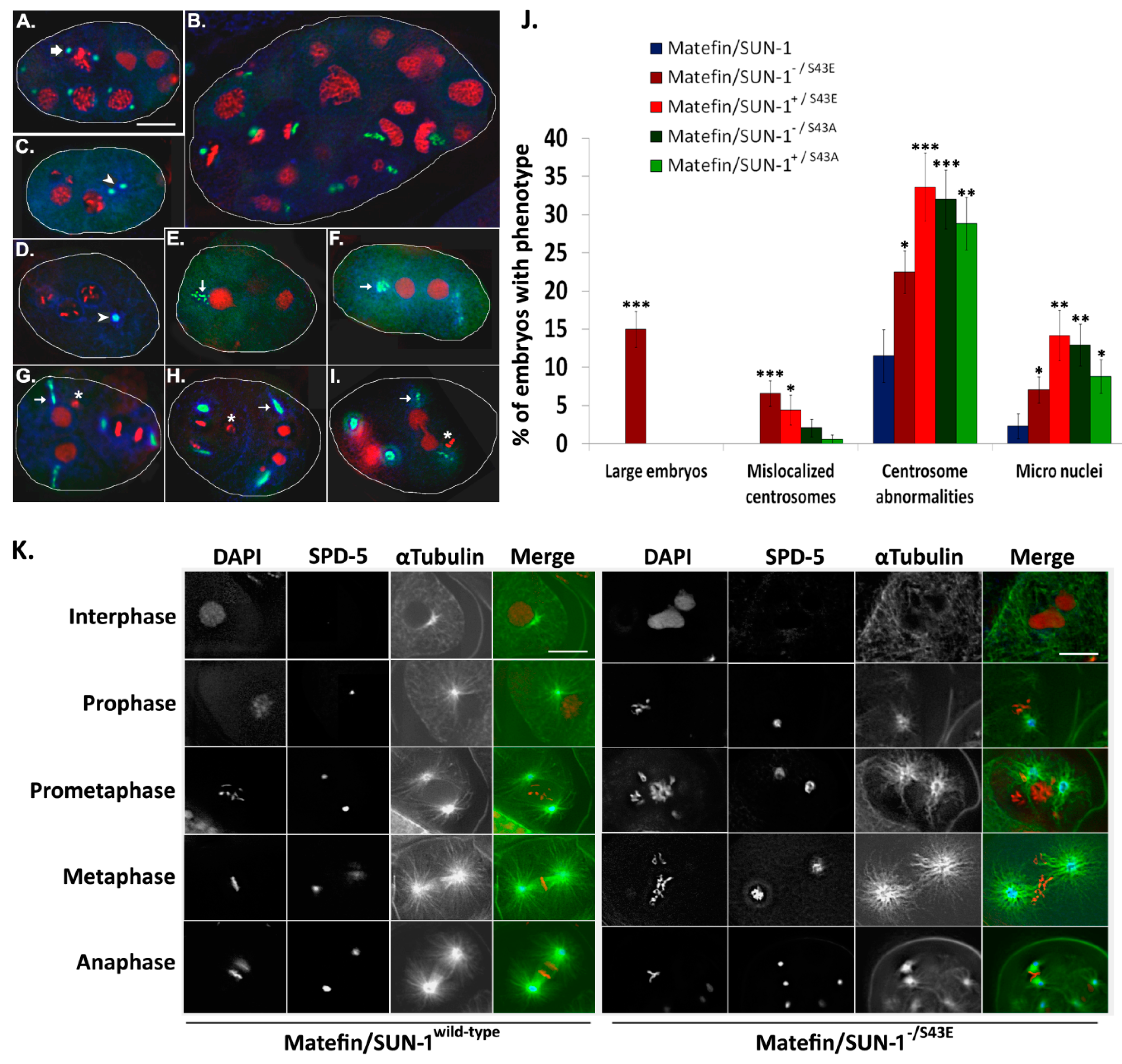 Cells 05 00008 g004