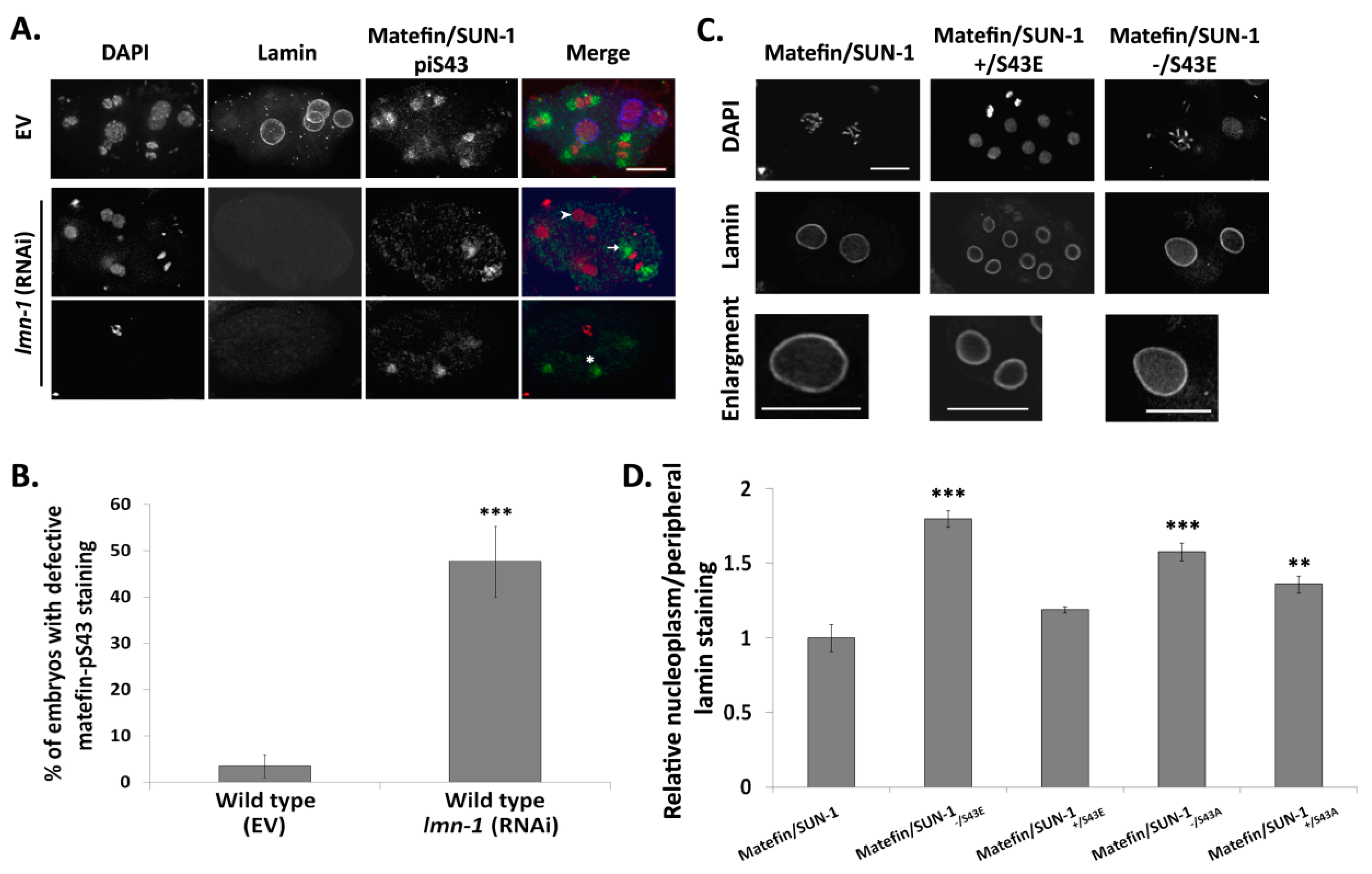 Cells 05 00008 g005