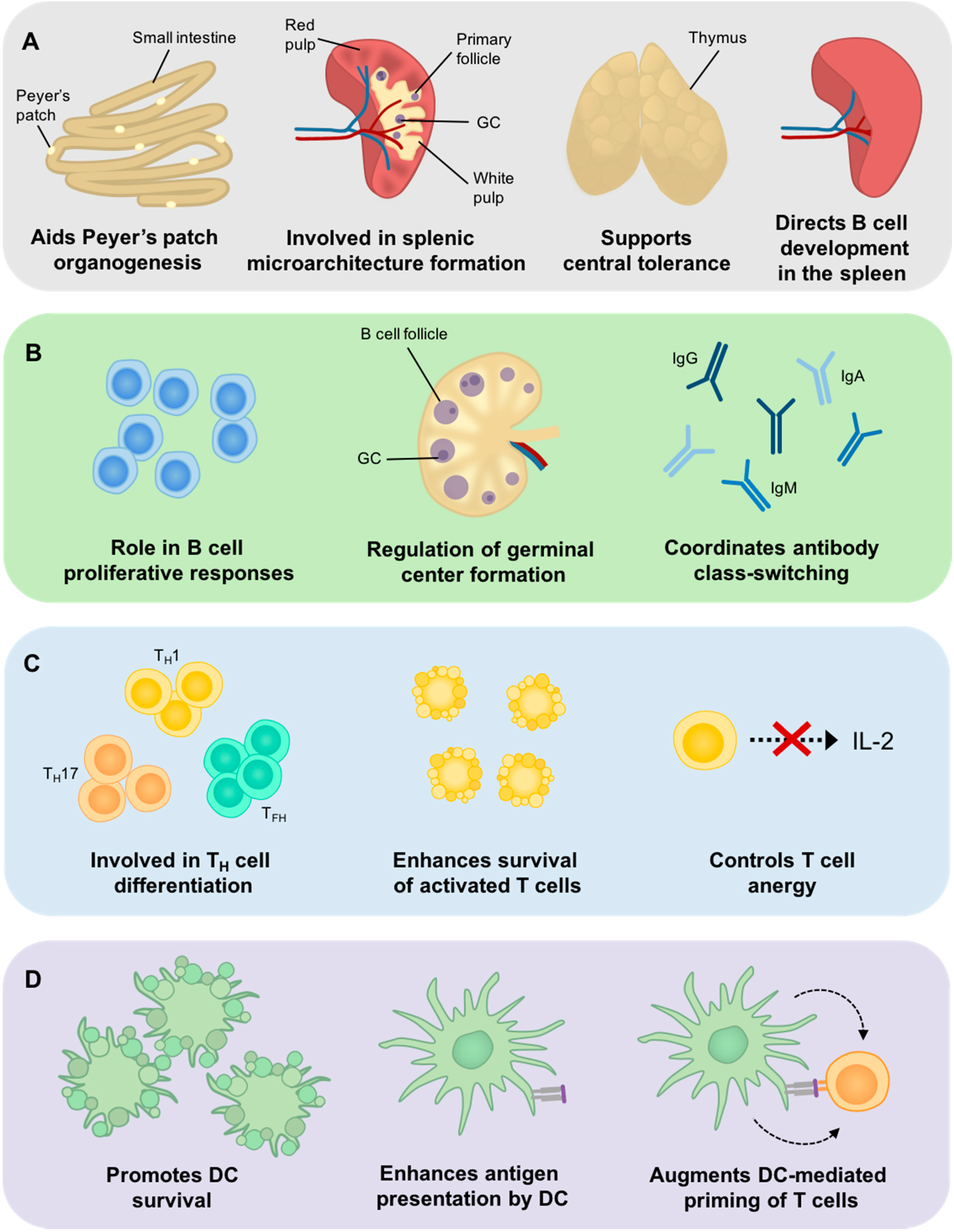 Cells 05 00014 g001