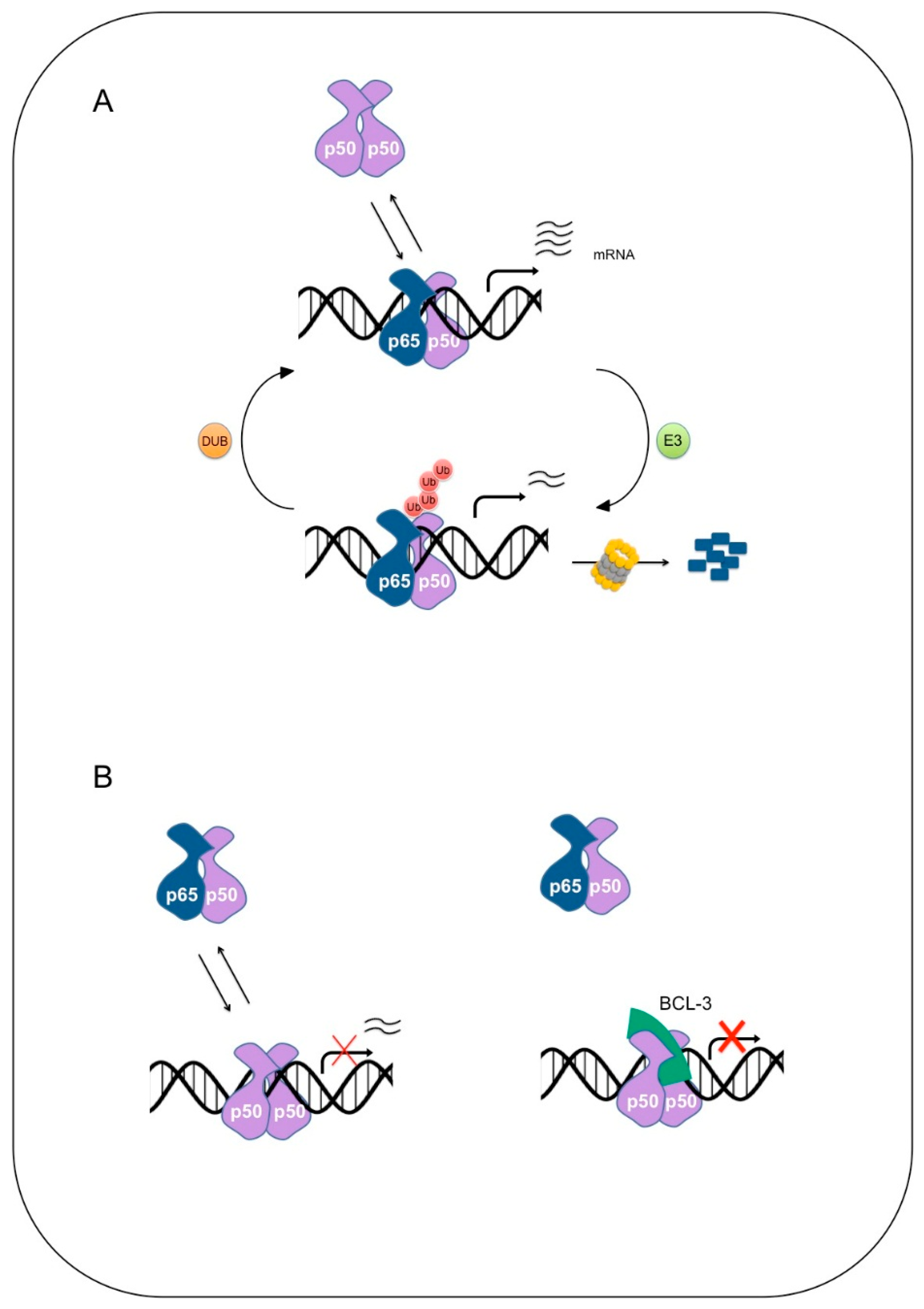 Cells 05 00023 g002