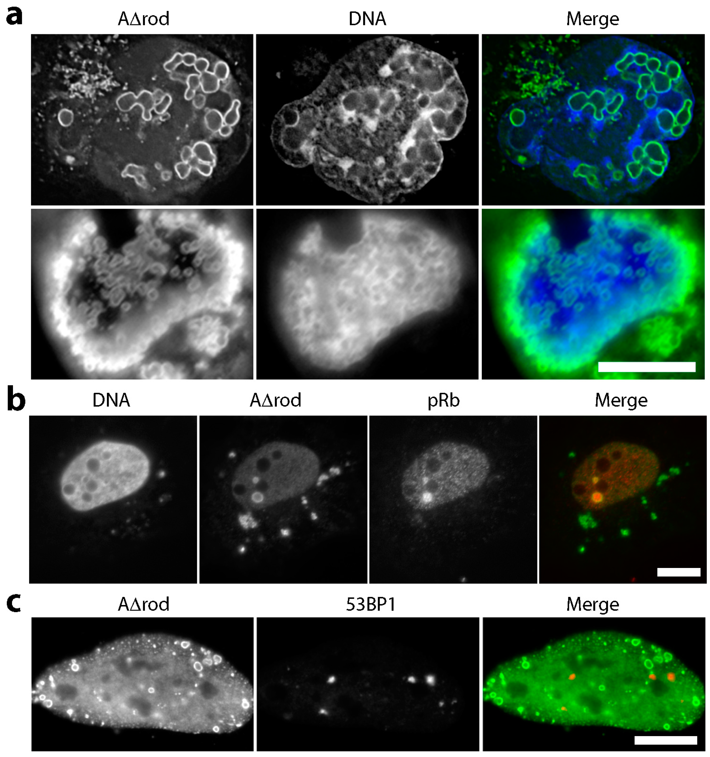 Cells 06 00009 g006a