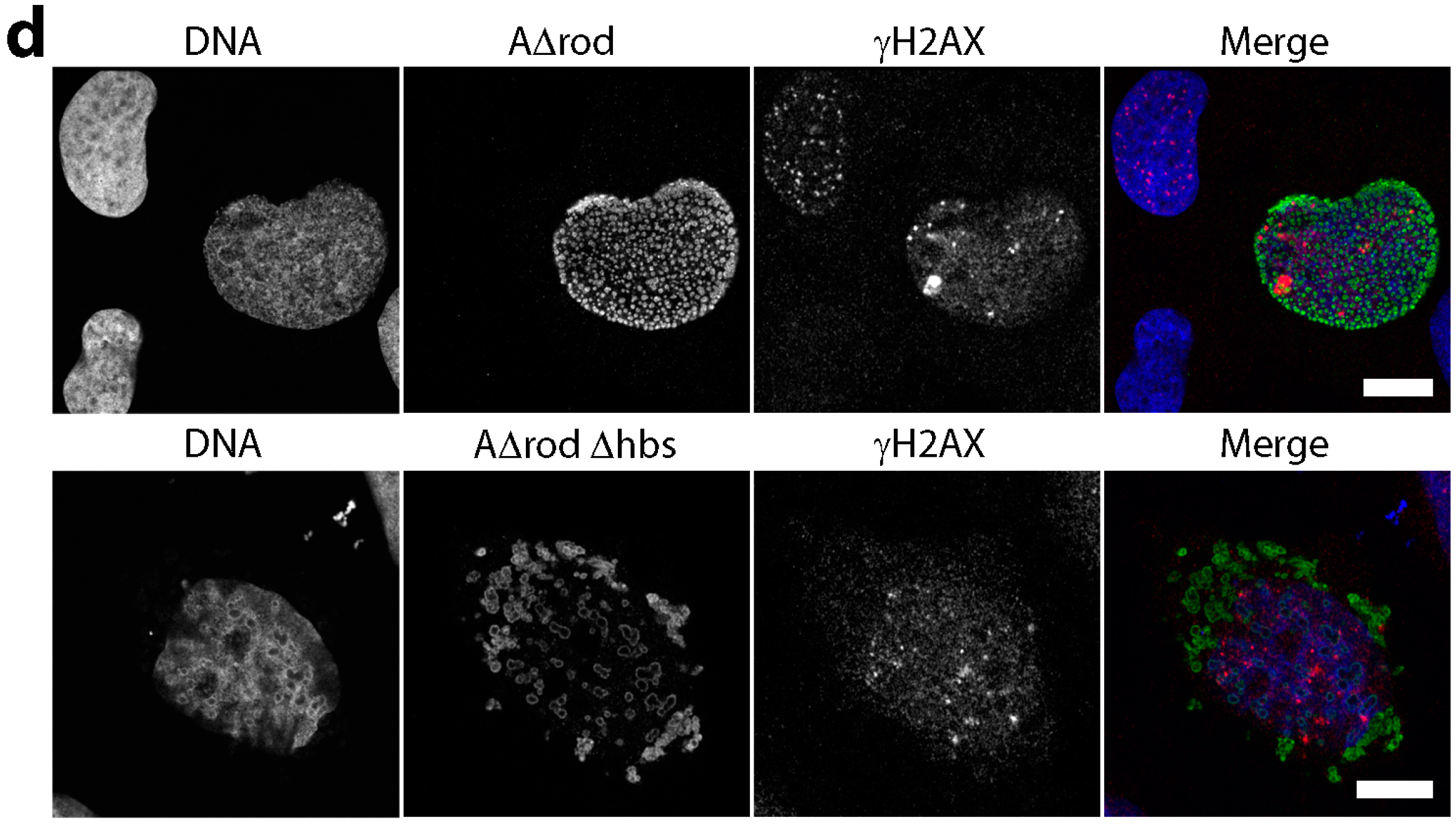 Cells 06 00009 g006b