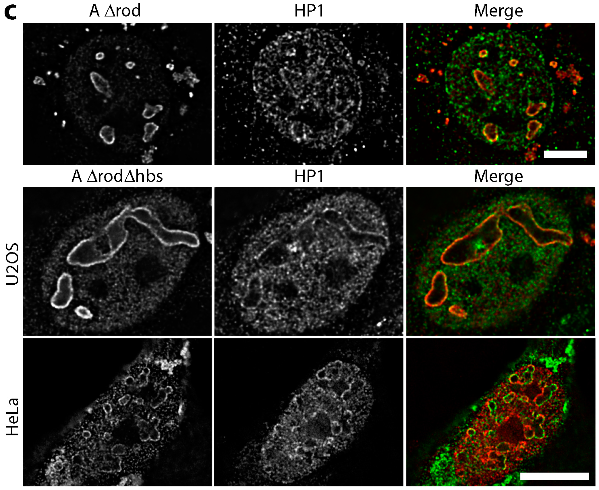 Cells 06 00009 g007b