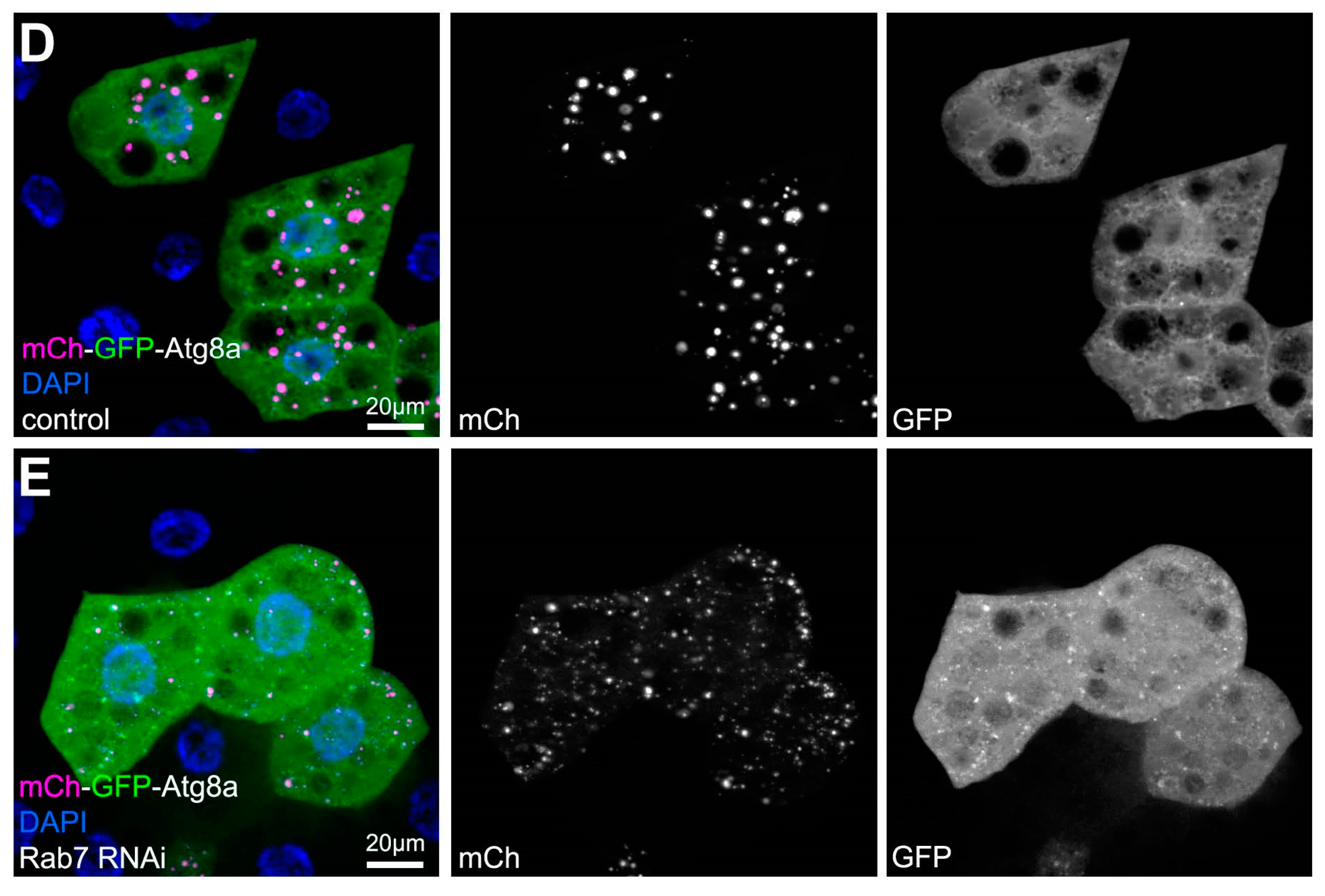 Cells 06 00022 g001b