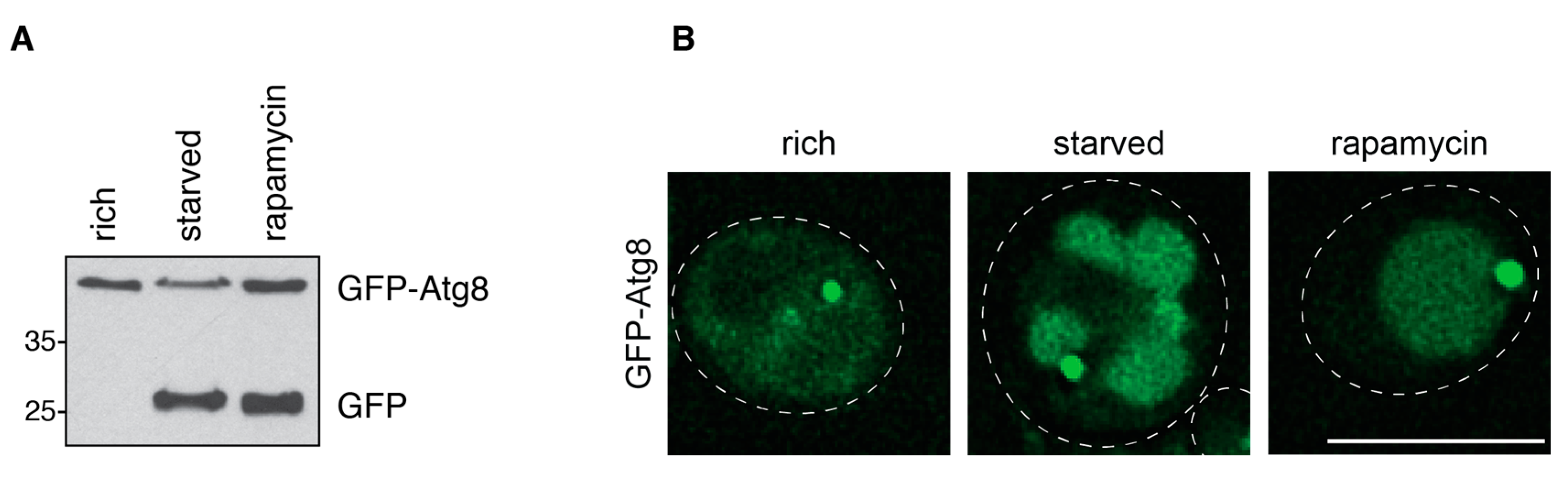 Cells 06 00023 g003 Cells 06 00023 g003