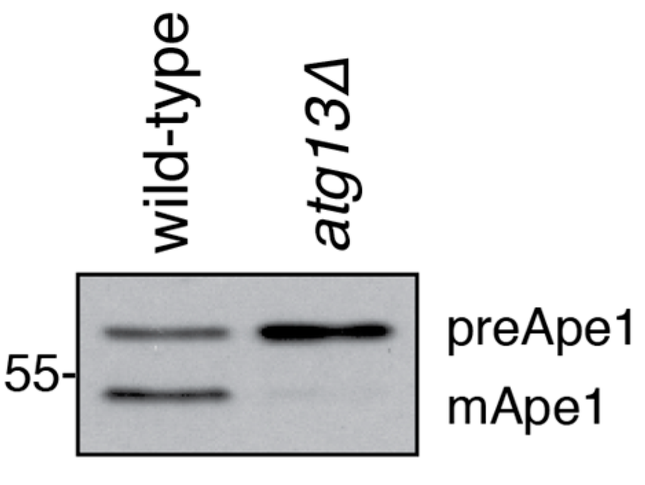 Cells 06 00023 g005 Cells 06 00023 g005