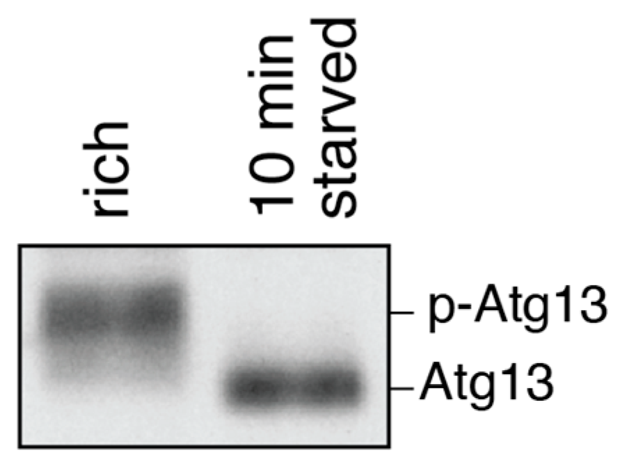 Cells 06 00023 g007 Cells 06 00023 g007