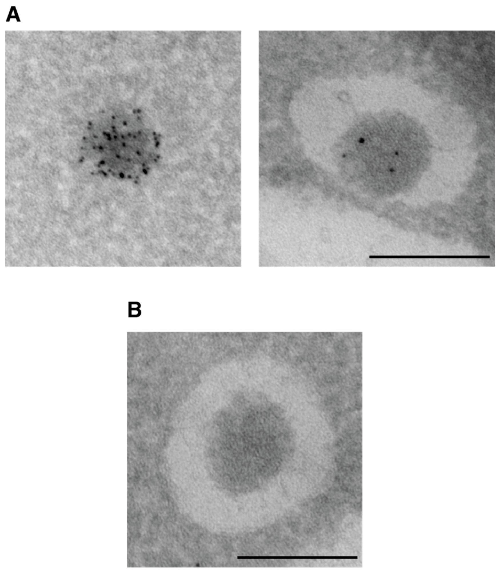 Cells 06 00023 g008 Cells 06 00023 g008