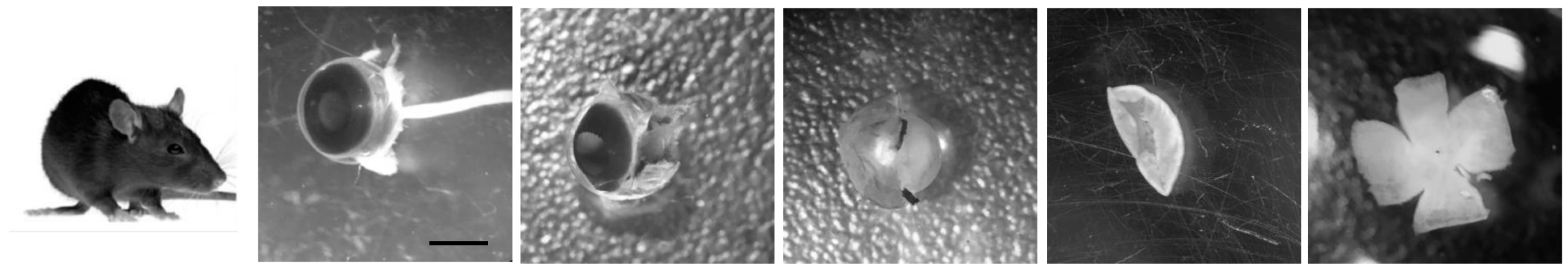 Cells 06 00037 g002