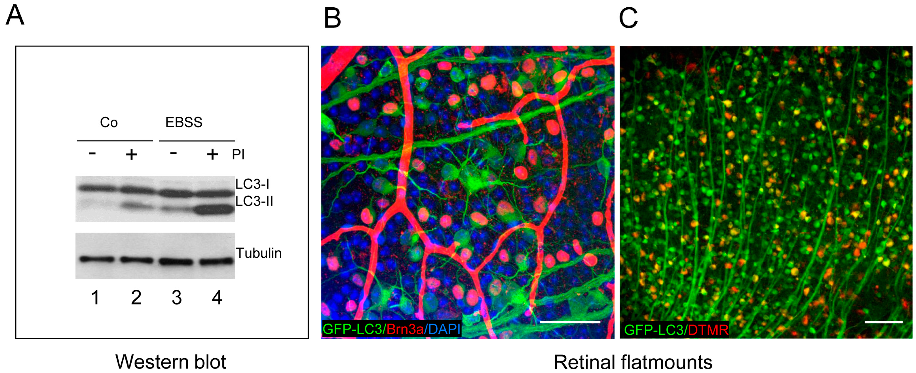 Cells 06 00037 g003