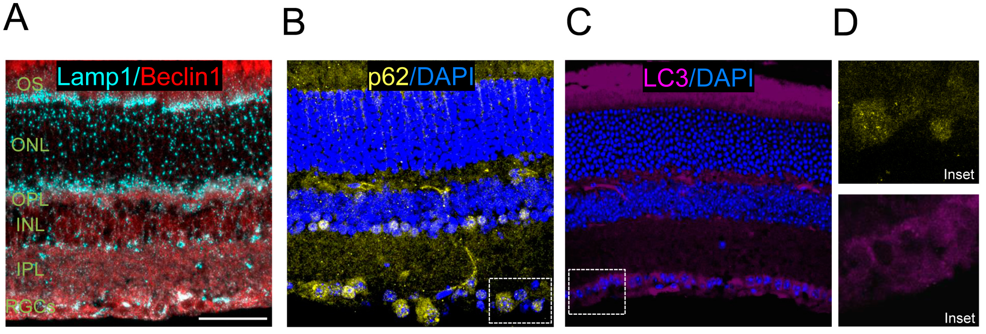 Cells 06 00037 g004