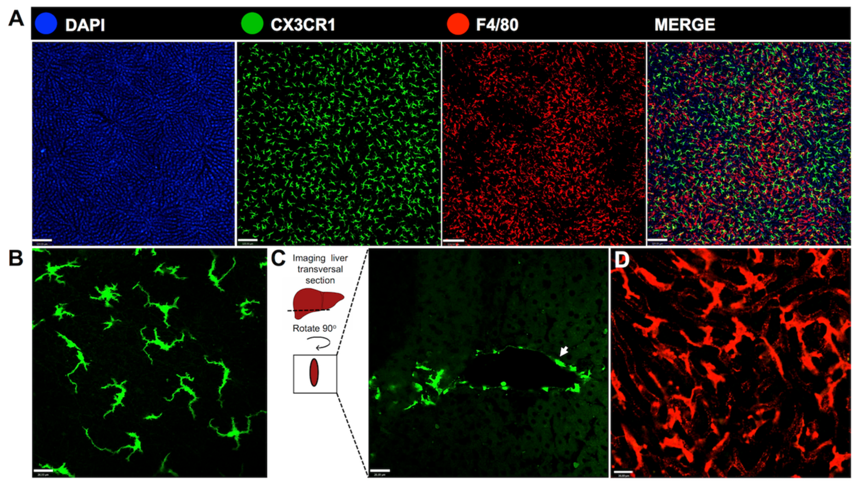 Cells 06 00048 g003 Cells 06 00048 g003