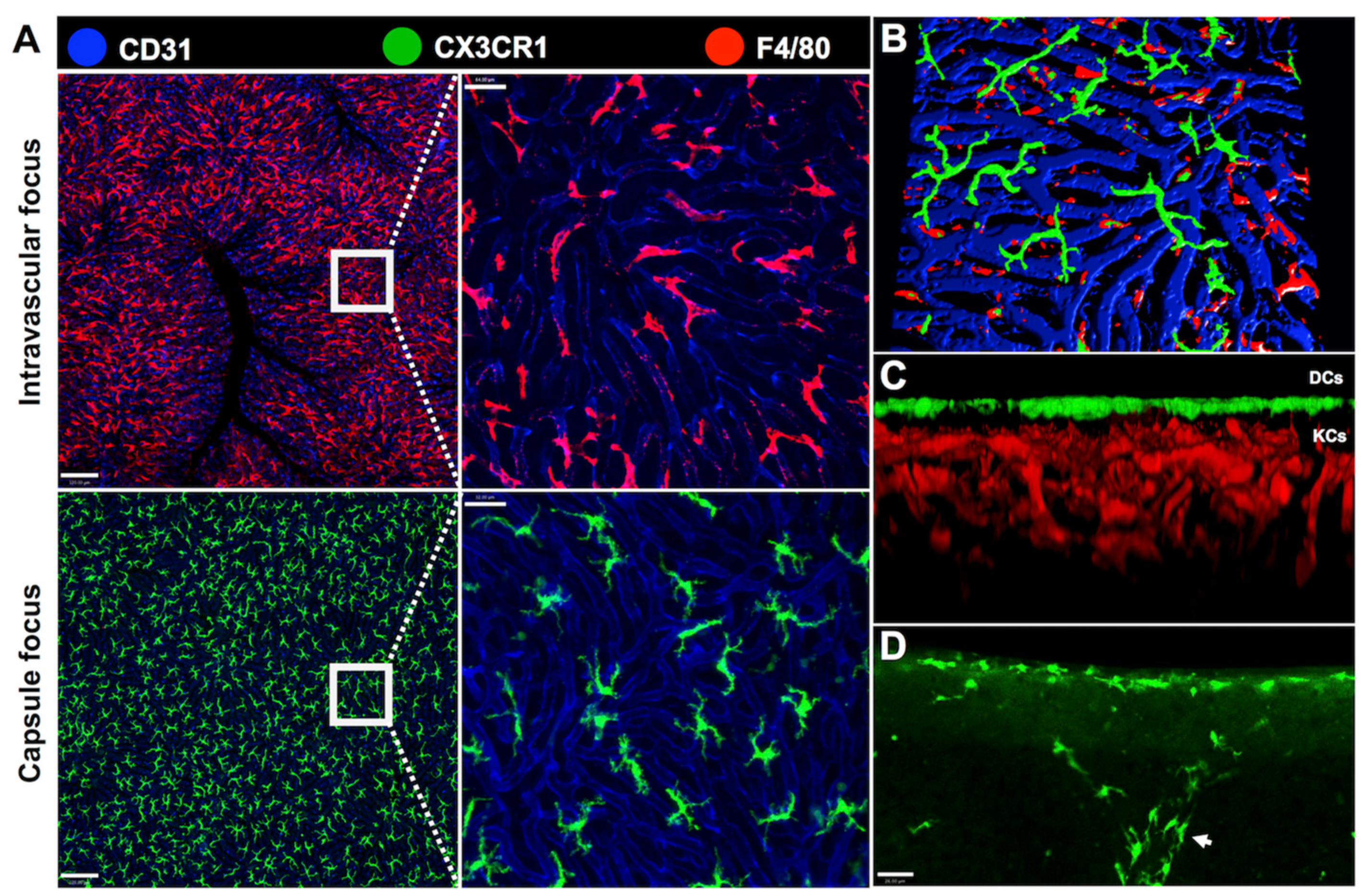 Cells 06 00048 g004 Cells 06 00048 g004