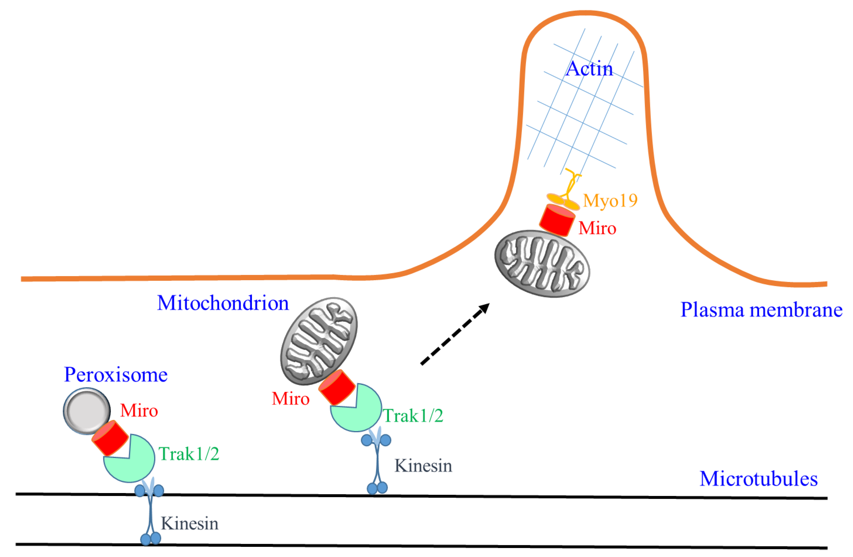Cells 07 00018 g001