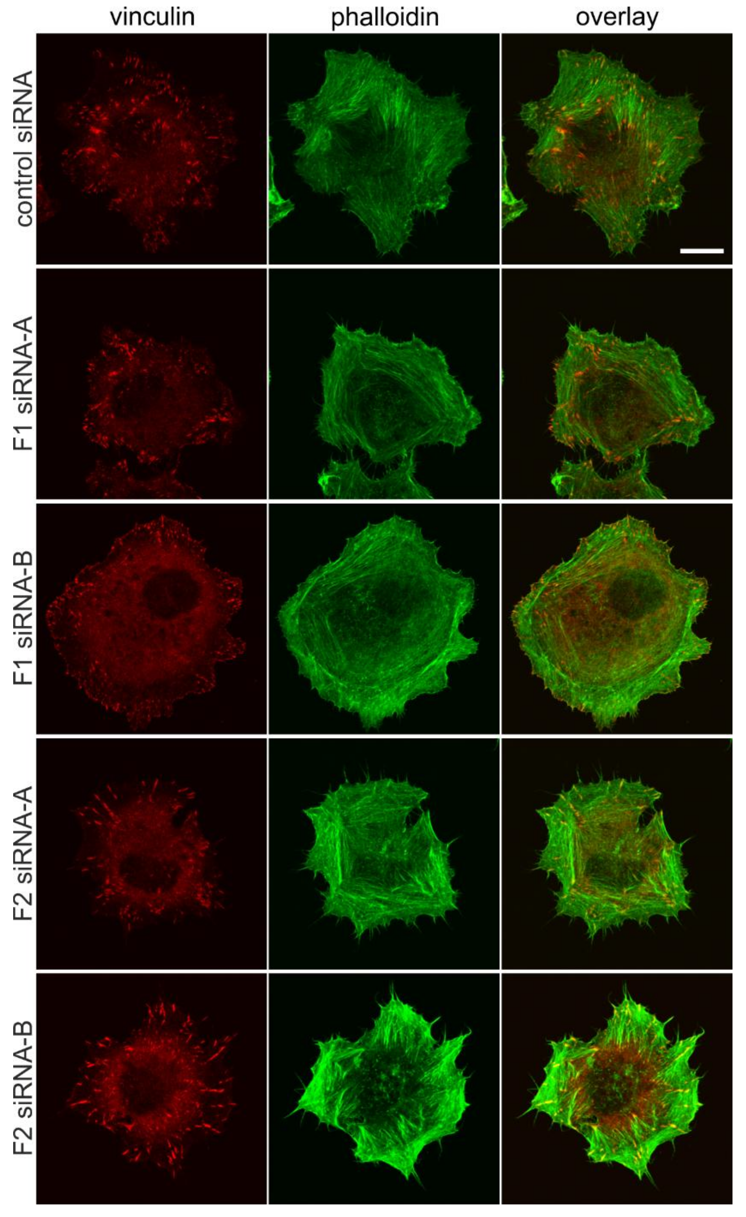 Cells 07 00028 g003